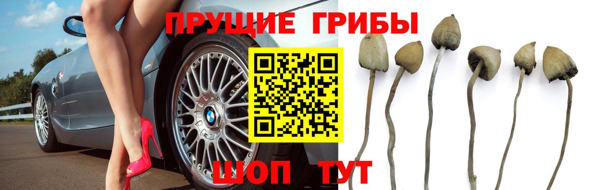 Псилоцибиновые грибы Cubensis Зима